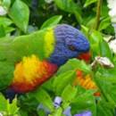 Flight of the Lorikeets